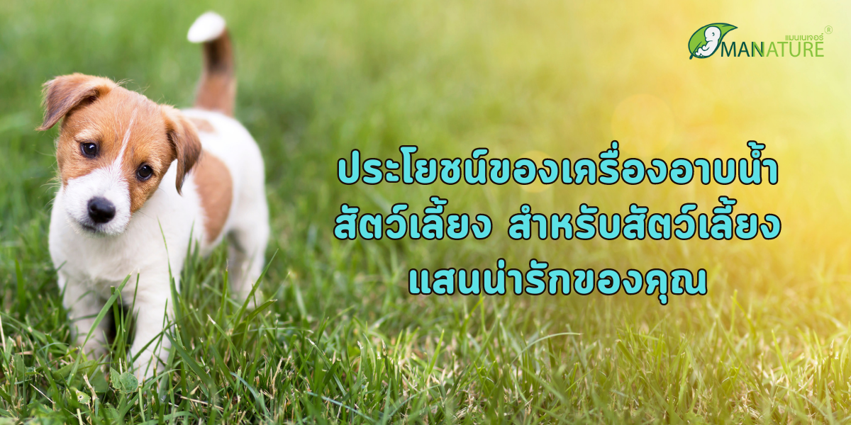 ประโยชน์ของเครื่องอาบน้ำสัตว์เลี้ยง สำหรับสัตว์เลี้ยงแสนน่ารักของคุณ