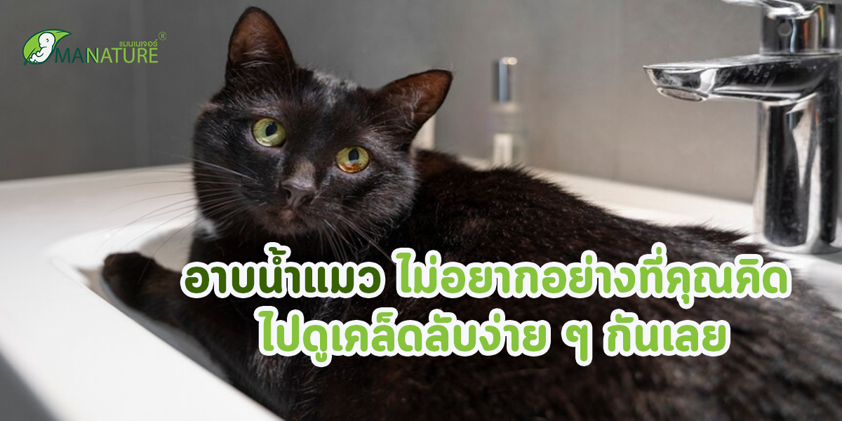 อาบน้ำแมว ไม่อยากอย่างที่คุณคิด ไปดูเคล็ดลับง่าย ๆ กันเลย